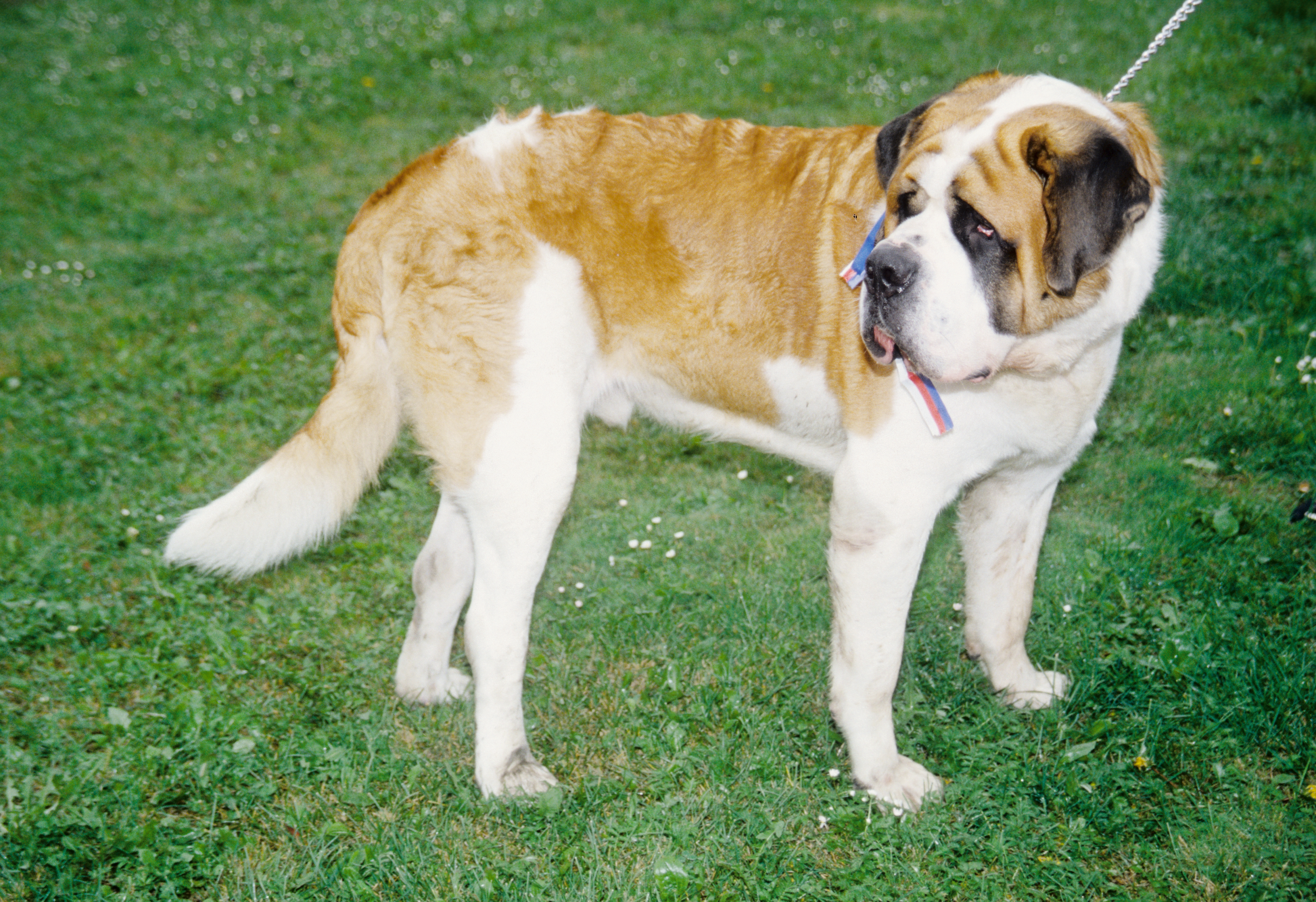 Long haired shop saint bernard